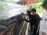 うみの杜水族館。たくさんの鯉にびっくり。