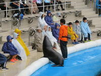 うみの杜水族館。アシカ＆イルカショー。濡れても平気です。