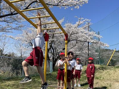 桜の木の下で、雲梯で遊ぶ児童