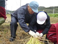 地域の方といっしょに束ねています